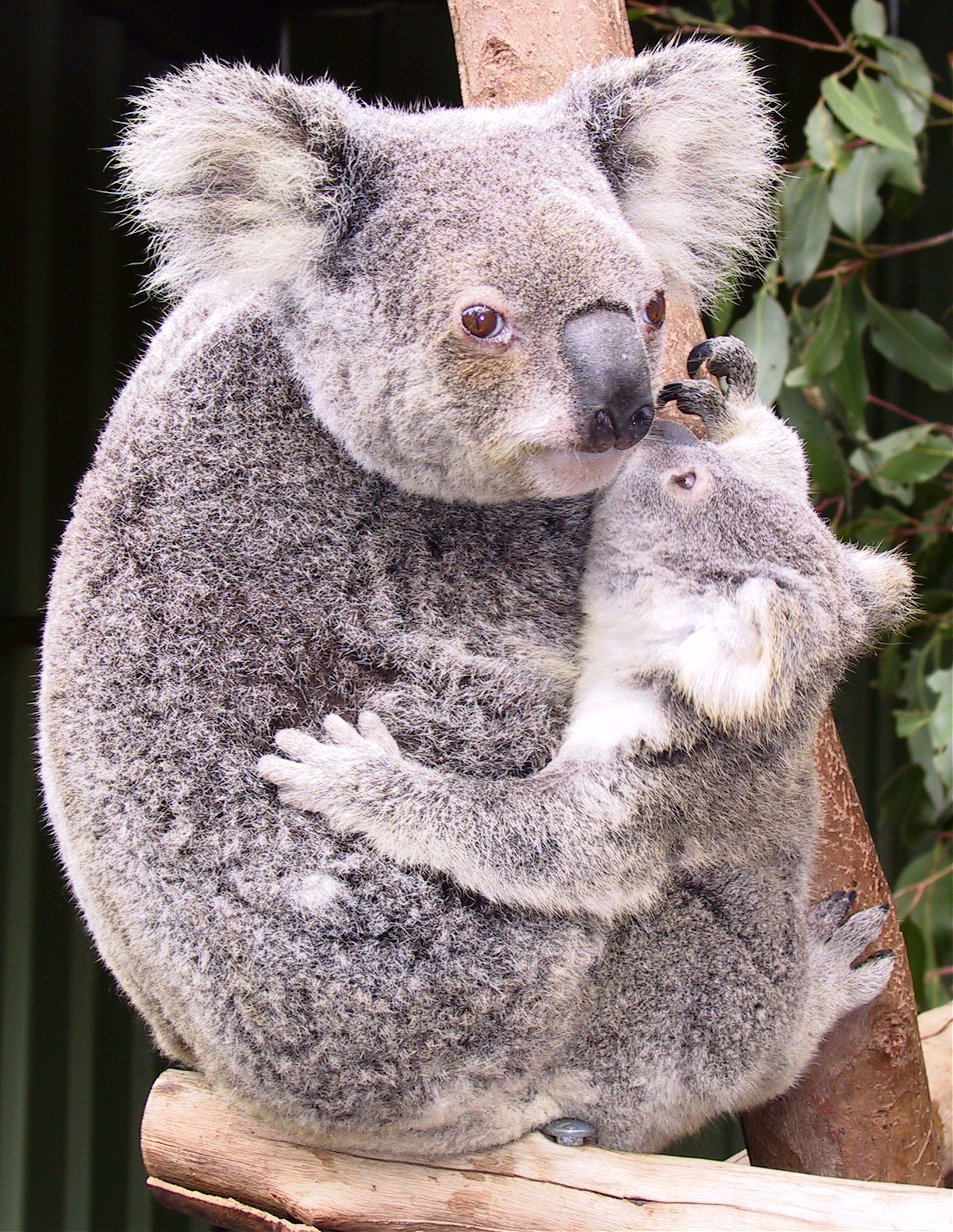 koalas